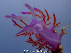 Flabellina affinis
VIOLET by Cumhur Gedikoglu 